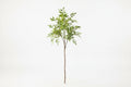 TropiLuxe™ Artificial Nandina Palm – Statement Greenery Without the Effort