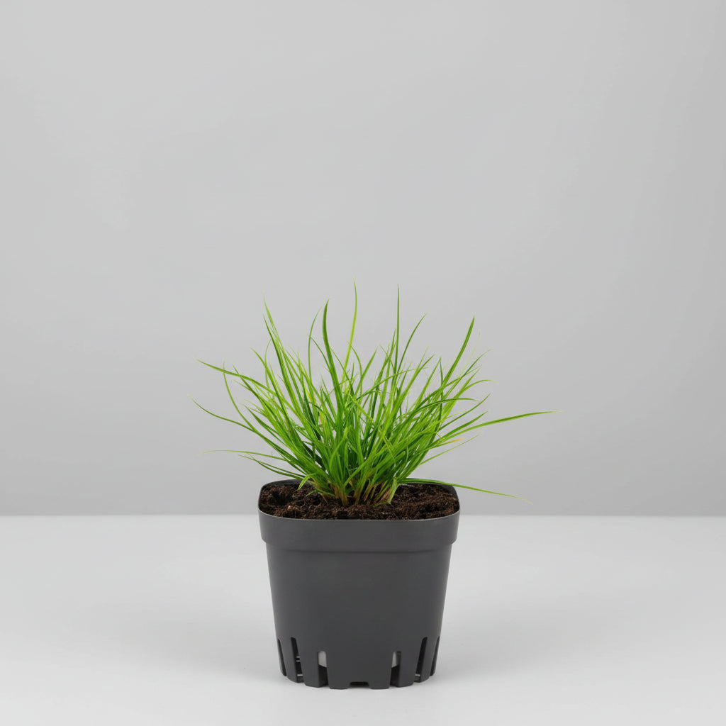 GrowStart™ 50PCS Seedling Pots – Reusable Square Nursery Planting Kit